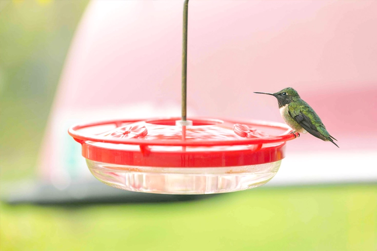 Hummingbird Feeders