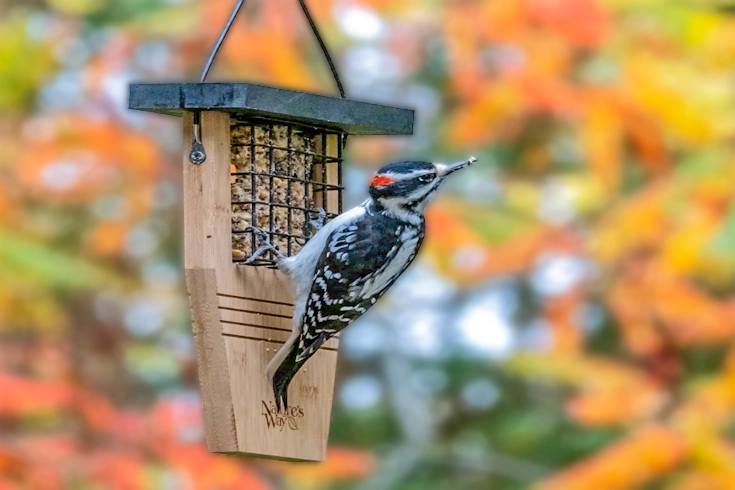 Suet Feeders