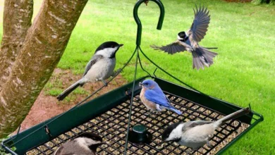 best bird feeders