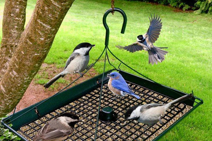 12 Different Types of Bird Feeders | Tips to Choose Best 1 best bird feeders