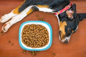 How Long Can Dogs Go Without Food | 5 Vet Approved Reasons & Facts 1 How Long Can Dogs Go Without Food
