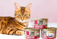 cat sitting with 3 canned cat food boxes