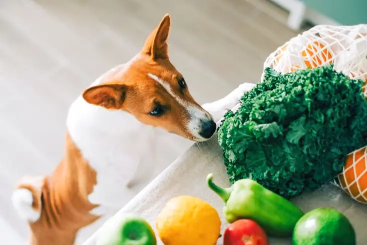 What Vegetables Can Dogs Eat