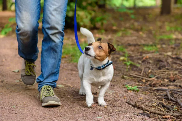 How Long Can Dogs Go Without Food