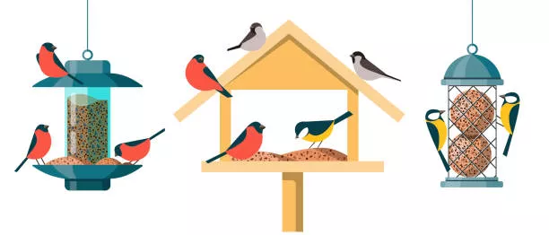 Feeding Birds 