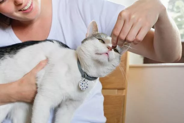 Cat Food Allergies