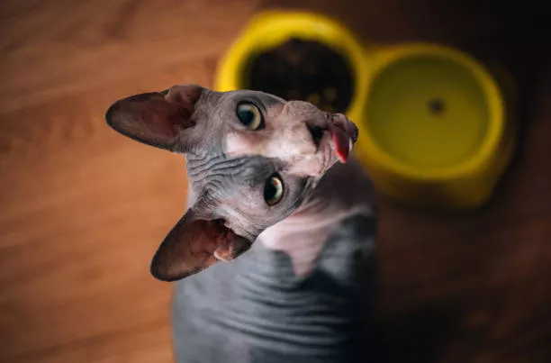 Selecting the Right Hypoallergenic Cat Food | Types, Benefits, & Tips 2 Hypoallergenic Cat Food