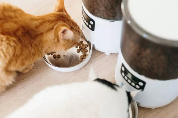 Top 10 Automatic Cat Food Dispensers | Benefits, Types, & Options 1 Automatic Cat Food Dispensers