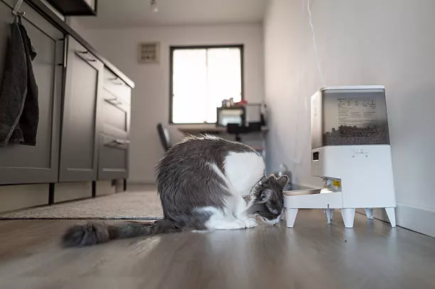 Top 10 Automatic Cat Food Dispensers | Benefits, Types, & Options 2 Dogs are Omnivores