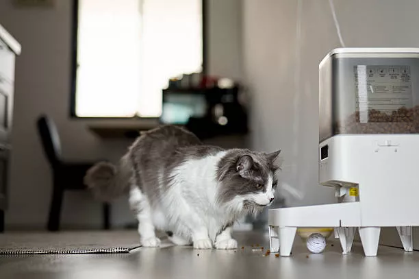 How To Use Automatic Cat Food Feeder?