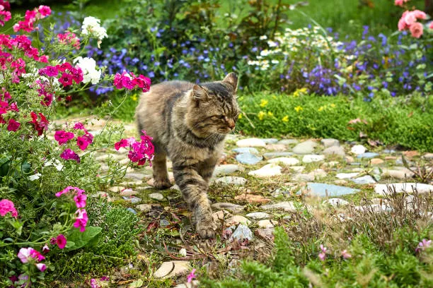 Selecting the Right Hypoallergenic Cat Food | Types, Benefits, & Tips 3 Hypoallergenic Cat Food