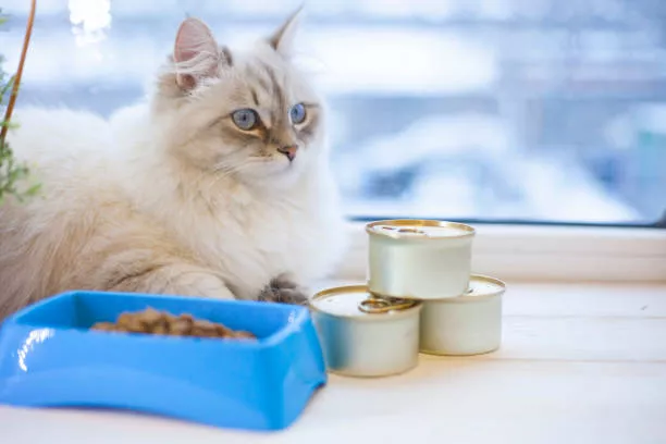 Best Canned Cat Food | Top 8 Brands With Vet Approved Options 1 Best Canned Cat Food