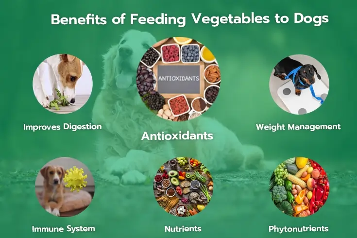 benefits of feeding vegetables to dogs