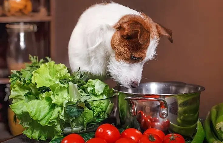 Can Dogs Taste Spice Vet Verified Risks & Facts Explained