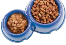 Dry vs Wet Dog Food Which One Is Better For Your Pup