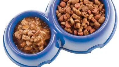 Dry vs Wet Dog Food Which One Is Better For Your Pup