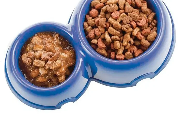 Dry vs Wet Dog Food Which One Is Better For Your Pup