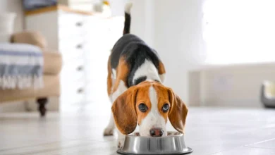 How Long Does It Takes For A Dog To Digest Food Vets Explained