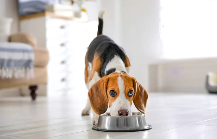 How Long Does It Takes For A Dog To Digest Food Vets Explained