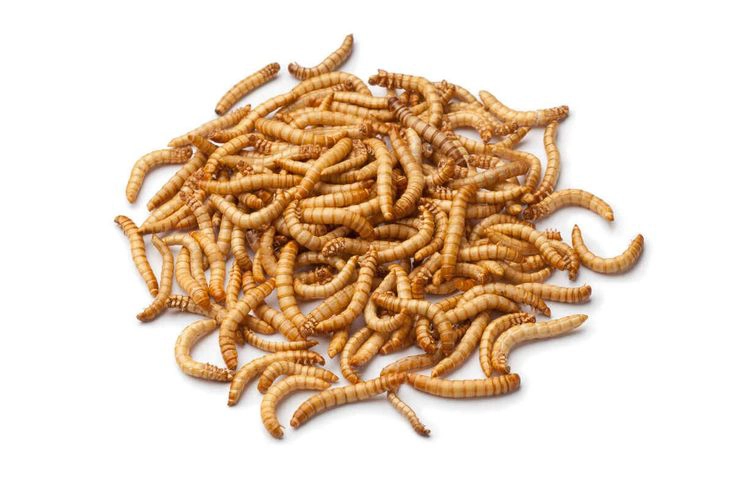 mealworms