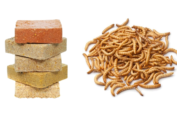 Suet and Mealworms