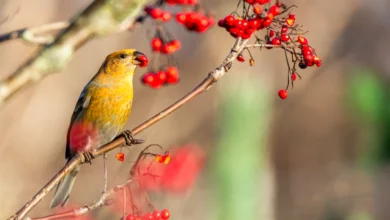 The 10 Do's and Don'ts of Bird Feeding A Helpful Guide