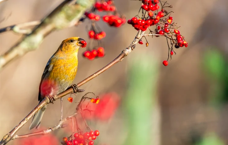 The 10 Do's and Don'ts of Bird Feeding A Helpful Guide