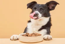 Top 10 Best Healthy Dog Treats Natural Recipes