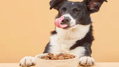 Top 10 Best Healthy Dog Treats Natural Recipes