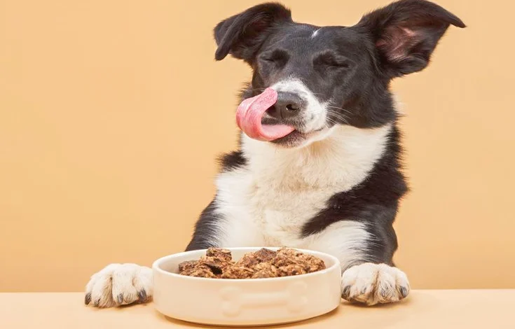 Top 10 Best Healthy Dog Treats Natural Recipes