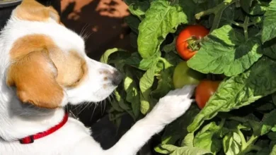 What Are the Drawbacks & Benefits of Feeding Vegetables to Dogs