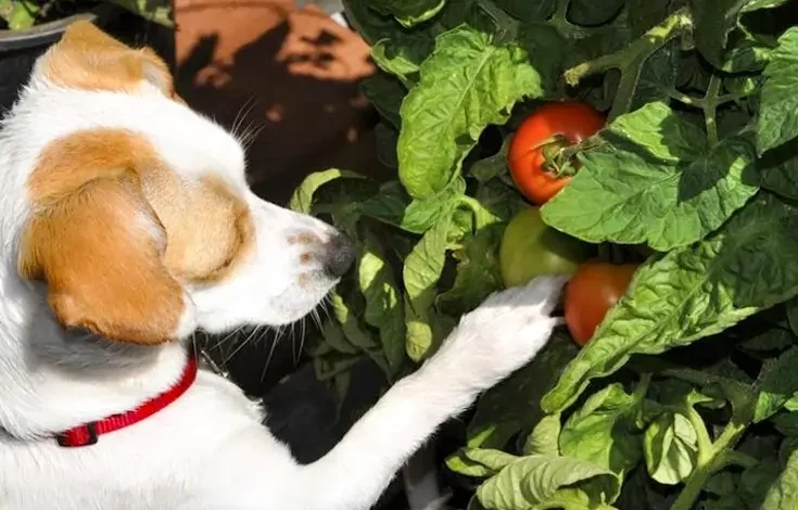 What Are the Drawbacks & Benefits of Feeding Vegetables to Dogs