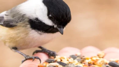 What Is Wild Bird Food Some Common or Specialty Food Options