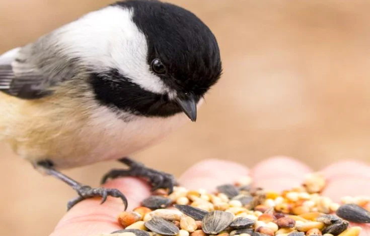 What Is Wild Bird Food Some Common or Specialty Food Options