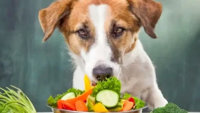 What Vegetables Can Dogs Eat