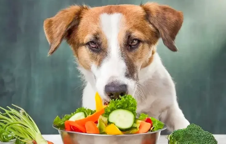 What Vegetables Can Dogs Eat