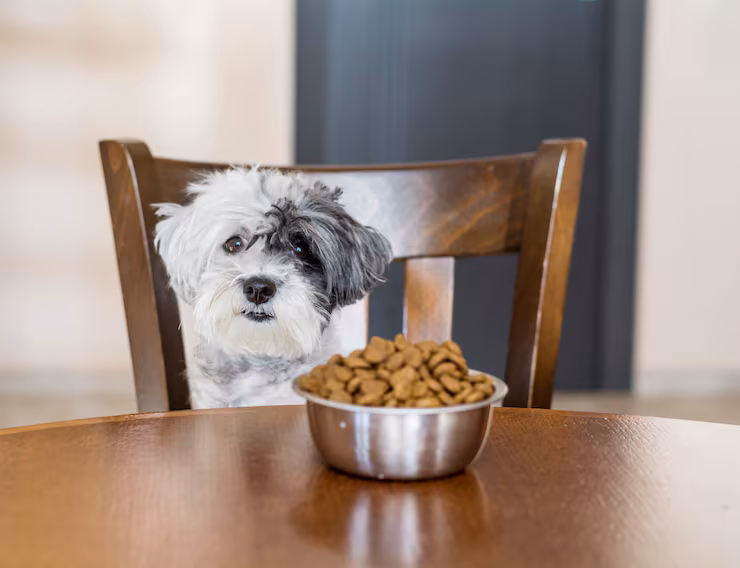 dog sitting wooden chair 1169 125 1