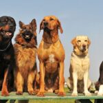 five big dogs 87557 14883