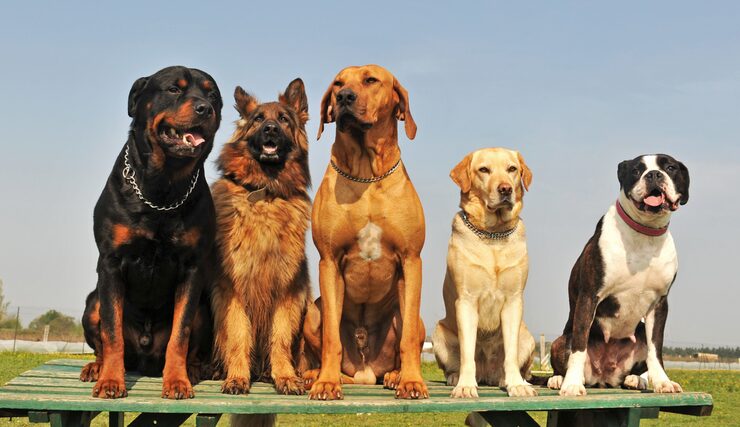 five big dogs 87557 14883