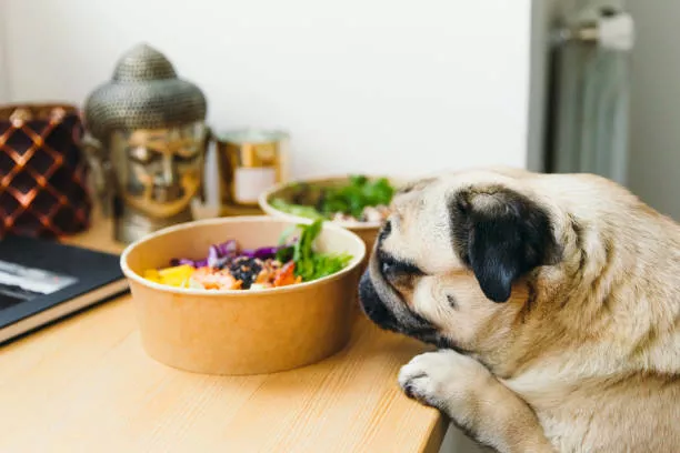 Spices for Dogs Dog Treat Recipes