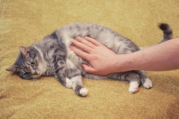 Why Is My Cat Throwing Up Undigested Food