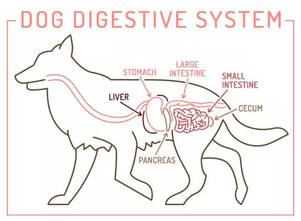 Dog digestive system