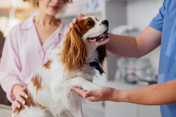 Healthy Treats for Dogs