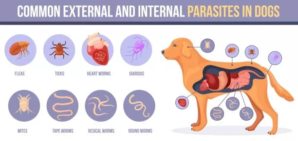 Dog digestive system