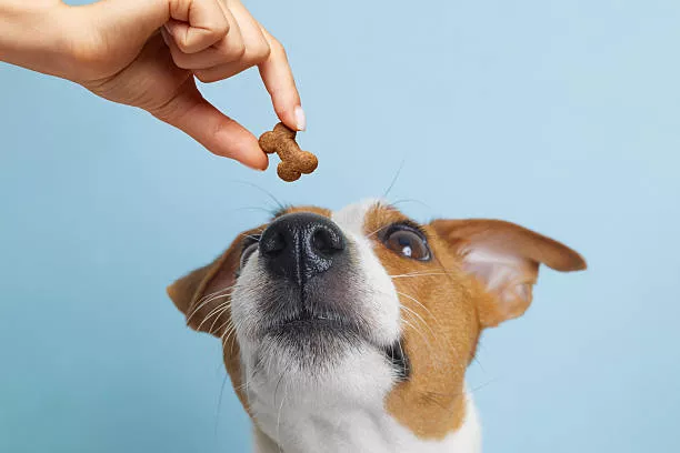 Healthy Treats for Dogs