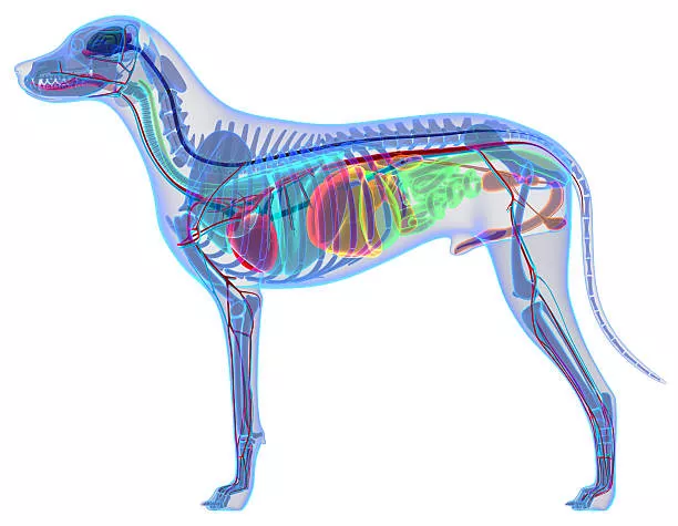 Dog digestive system