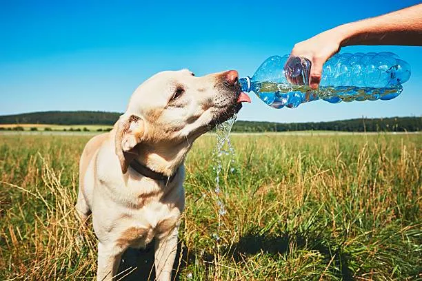 Can Dogs Taste Spice?