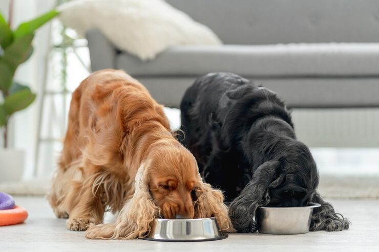 pair english cocker spaniel dogs eating from bowls light room home 156881 4639