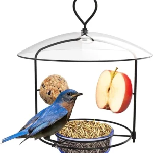 Nature's Way BBFM1 Bluebird Buffet Metal Bird Feeder with Protective Baffle, Outdoor Wild Bird Feeder and Décor, One Glass Dish with 3/4 Cup capacity, Blue