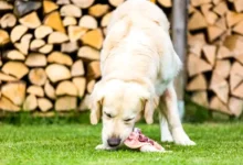 Is Raw Chicken Good For Dogs Facts By Vets